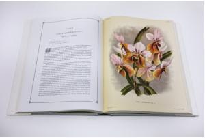 LINDENIA. Iconographie des orchidées, 5 volumes, 1885-1906 - Jean-Jules Linden et Emile Rodigas + PESCATOREA. Iconographie des orchidées [1854] - 1860 par Jean Linden