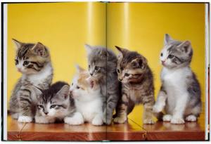 [CHANDOHA] CATS. Photographs 1942 - 2018, " Pocket Books " - Walter Chandoha. Texte de Susan Michals 